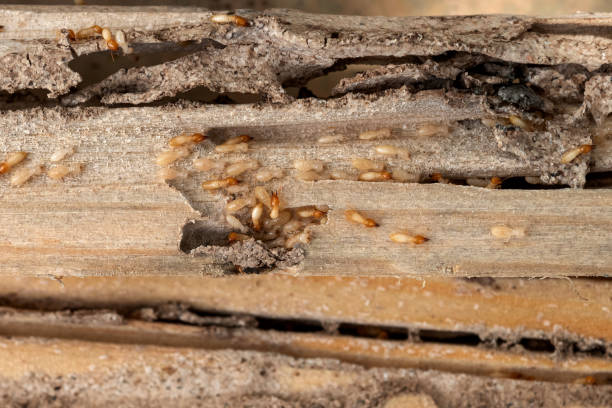 Best Cockroach Control Services  in Amarillo, TX