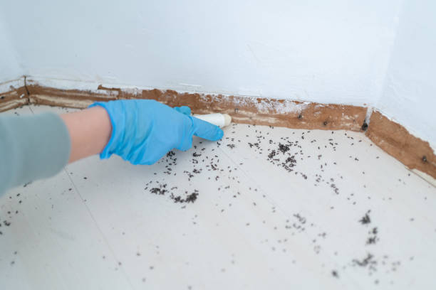 Best Wasp Removal Services  in Amarillo, TX